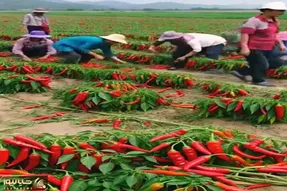 کشاورزی نوین؛ مزرعه فلفل تند زدن برا چیدن هر5دیقه کارگر عوض میشه چون از بو بیهوش میشن