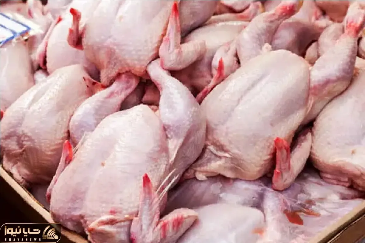 قیمت مرغ امروز شنبه ۱۹ اردیبهشت ۱۴۰۵ + جدول