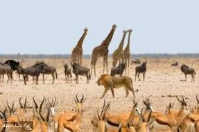 مستند حیات وحش؛ حیوانات از هر دسته به جان هم افتاده اند