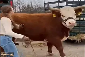 دامداری نوین؛ گاو رد داد دختره از وحشت رنگ به رخسارش نمونده
