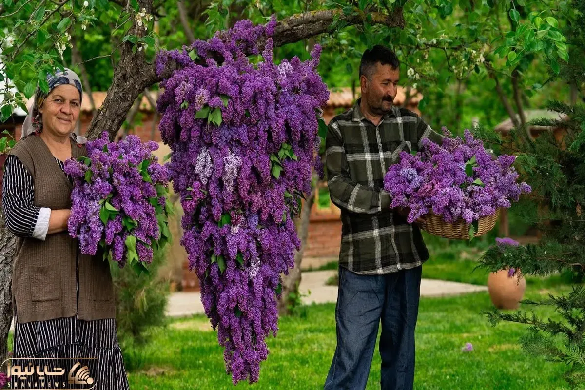 کاشت و برداشت خانگی؛ با گلای یاس بنفشی که گوشوارن واسه درخت مربا پختن در حد بودنسلیگا