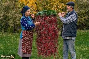 کاشت و برداشت خانگی؛ زرشک هایی که عین لوستر از درخت آویزونن چه خوردنی هایی شدن