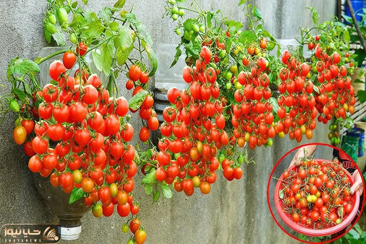 ایده های خلاقانه؛ بطری های پلاستیکی آب معدنی رو دور ننداز توش گوجه بکار عالی میشه