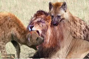 از جذابیت‌های حیات وحش؛ گله کفتارای جلاد به شیر حمله میکنن شیر حلق همشونو میدره