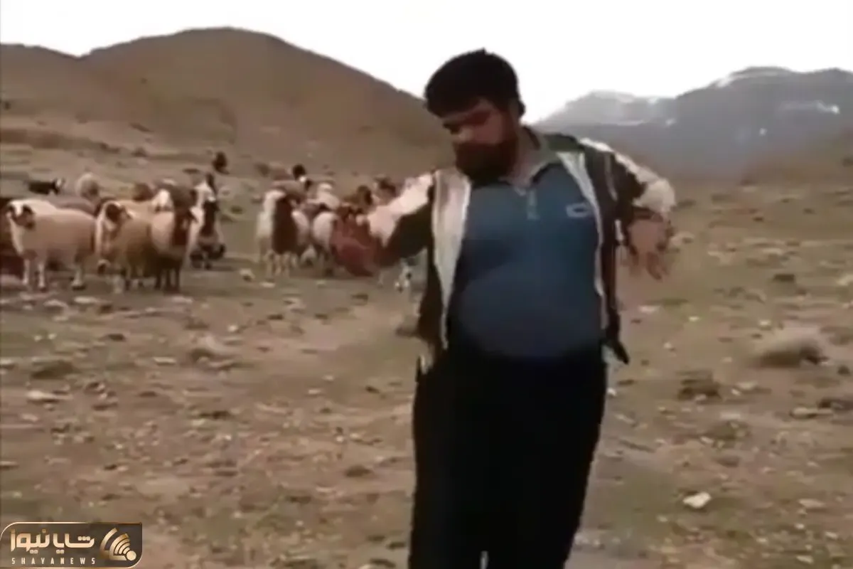 آواز محلی؛ رقص پر قمیش چوپان کنار گله با آهنگ لعبتی هزار ماشالا که گوسفندا هاج و واجن
