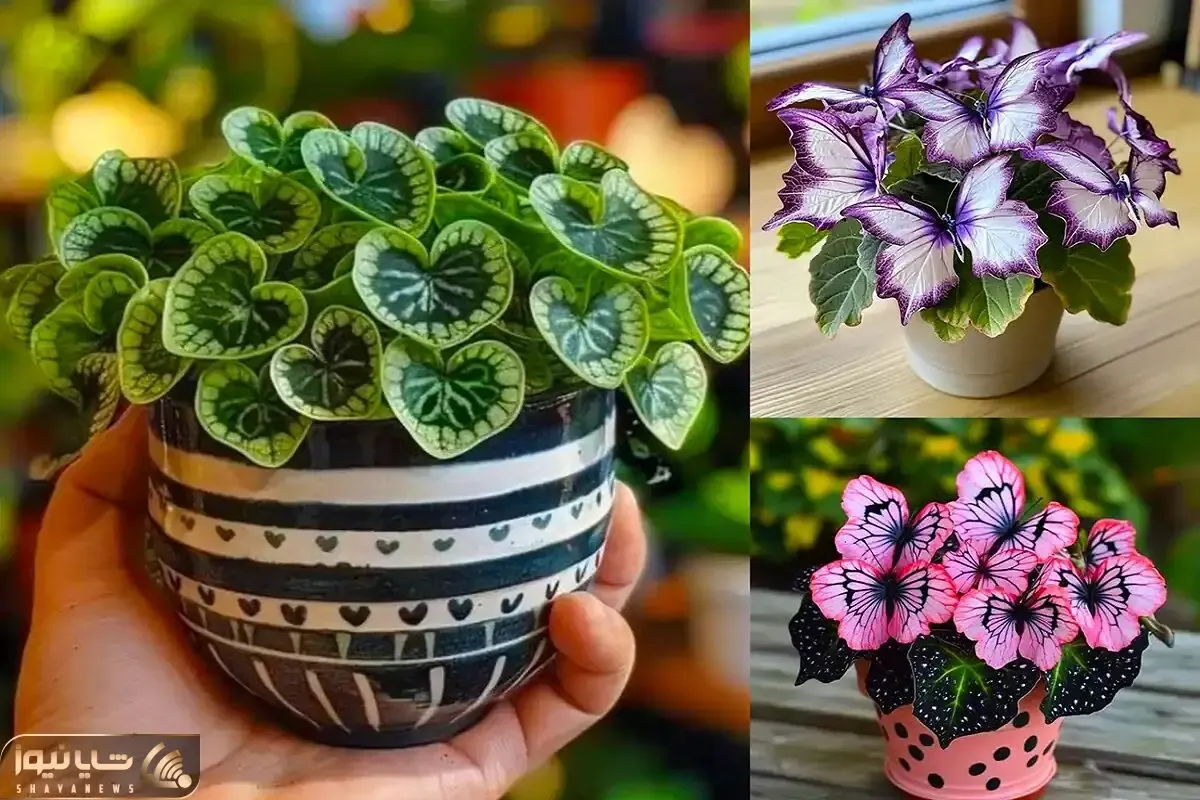 گیاهان آپارتمانی جمع و جور خوشگل برای خونه های کوچیک؛ ایجاد نقطه کانونی و فضای چشمگیر