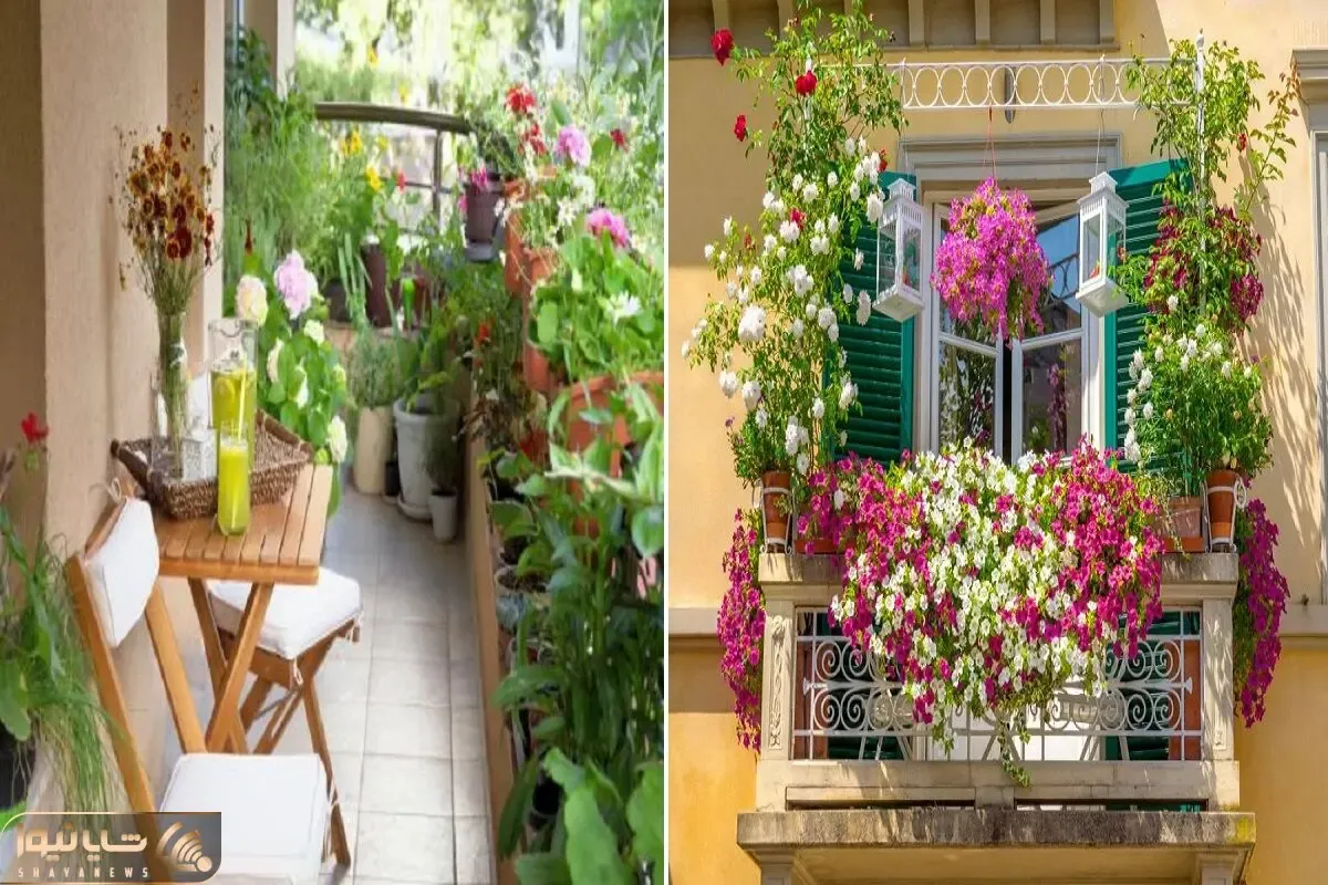 گیاهان گلدار مناسب بالکن در تمام فصول / همیشه سبزن و تو سرما و گرما سخت جان و با دوام
