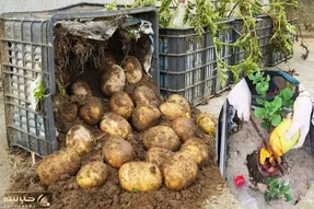 کاشت و برداشت خانگی؛ تو سبد چندتا سیب زمینی بکار و کیلو کیلو برداشت کن