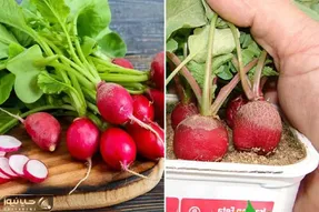 فوت و فن های کاشت تربچه تو گلدون / چجوری بکارم؟ اینجوری بعد یک هفته تربچه تو دستته