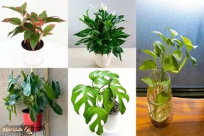 گل هایی که باعث تصفیه هوا میشود / هر چقد میخوابی باز خسته ای به خاطره کم بودن اکسیژنه