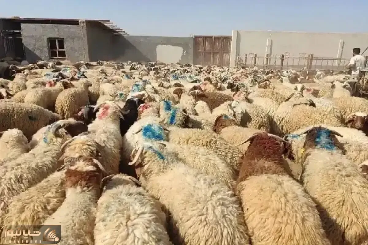 قیمت دام زنده امروز ۲۱ اردیبهشت ۱۴۰۴/ بازار به ثبات رسید