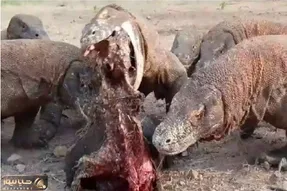 مستند حیات وحش؛ کومودو سفاک طعمه رو میبلعه نشخوار میکنه میده بغلی