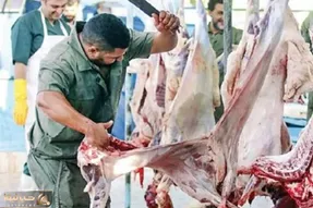 (جدول) قیمت دام زنده امروز ۴ مهر ۱۴۰۳ / درجا زدن های بازار ادامه دارد