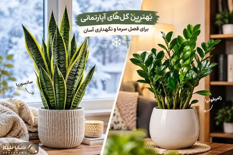 زیبا ترین گیاهان آپارتمانی برای نگهداری در فصل سرد + نحوه پرورش و میزان آبیاری درست