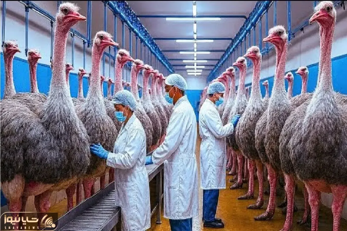 فرآوری شترمرغ؛ میلیون‌ها پرنده برای گوشت، پوست لاکچری و تخم ارزشمند پرورش می‌یابند