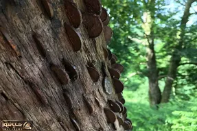 مستند کاوش؛ تو این نقطه از دنیا درختا جای میوه پول و سکه میدن مردم صف بستن براشون