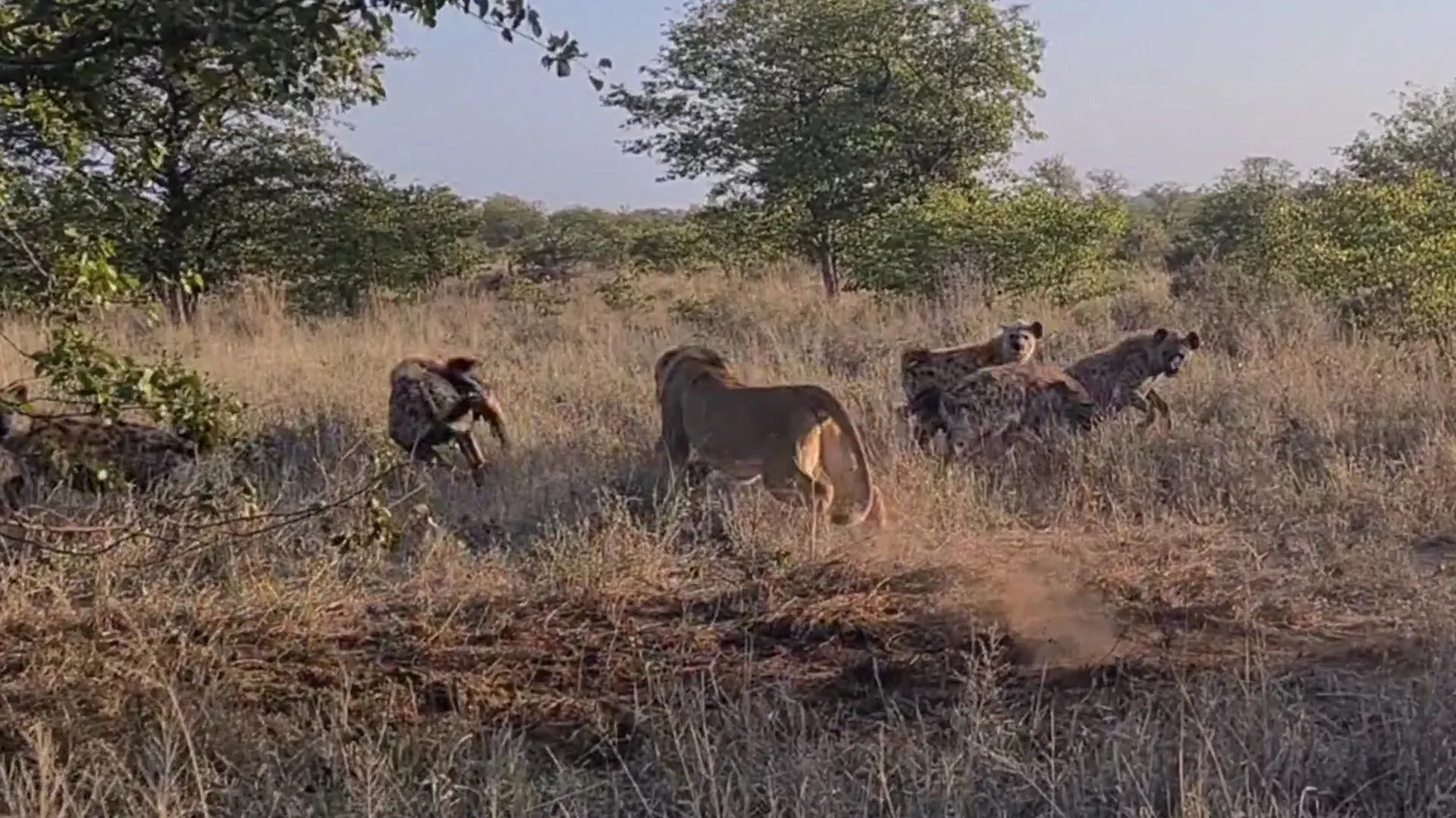 Lioness Surrounded By Hyenas Keeps Eating Lioness Surrounded By Hyenas Keeps Eating