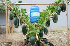 کاشت و برداشت خانگی؛ باغچه نداری خیالی نیست با این روش تو حیاط هندوانه بکار محشره