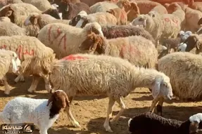 قیمت دام زنده امروز 20 بهمن 1404 + جدول