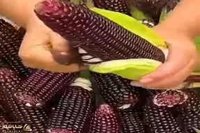 کشاورزی نوین؛ چین خوشمزه ترین بلال دنیا رو کاشت اصلا سفت نیست مثه موم تو دهن آب میشه