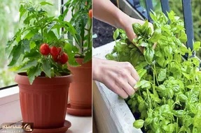 کاشت سبزی در گلدان / فکرشو کن آبگوشت گذاشتی سبزی خودتم بکَنی بذاری سر سفره! مااادر جان