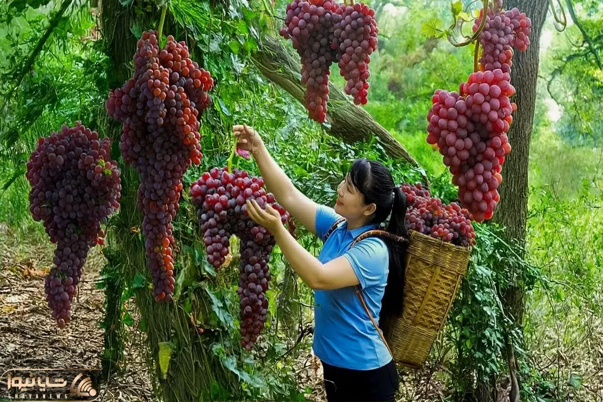 کشاورزی نوین؛ انگور هایی که تو باغ انگور چند هزار متری عین لوستر آویزونن