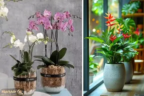 گیاهان آپارتمانی تصفیه کننده هوای آلوده پذیرایی / نور هم نمیخوان چون لایف استایل دارن