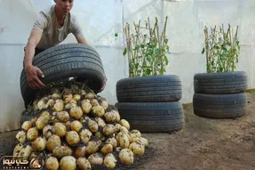 کاشت و برداشت خانگی؛ باغچه نداری تو لاستیک سیب زمینی بکار خروار خروار محصول میده