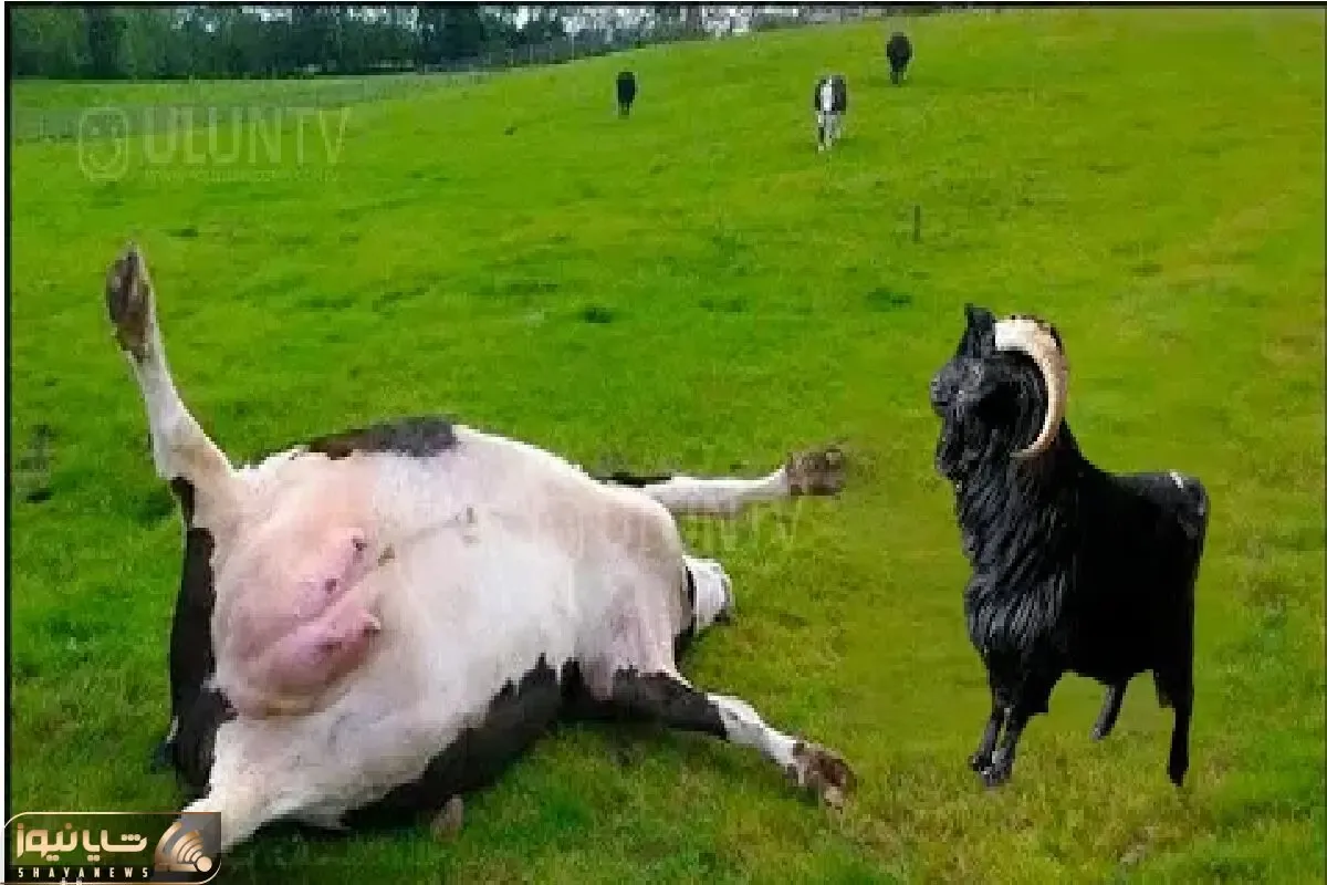 جذابیت حیات وحش/ بز نادون با گاو هرکول سرشاخ شد یجور زدش زمین از وسط تا شد