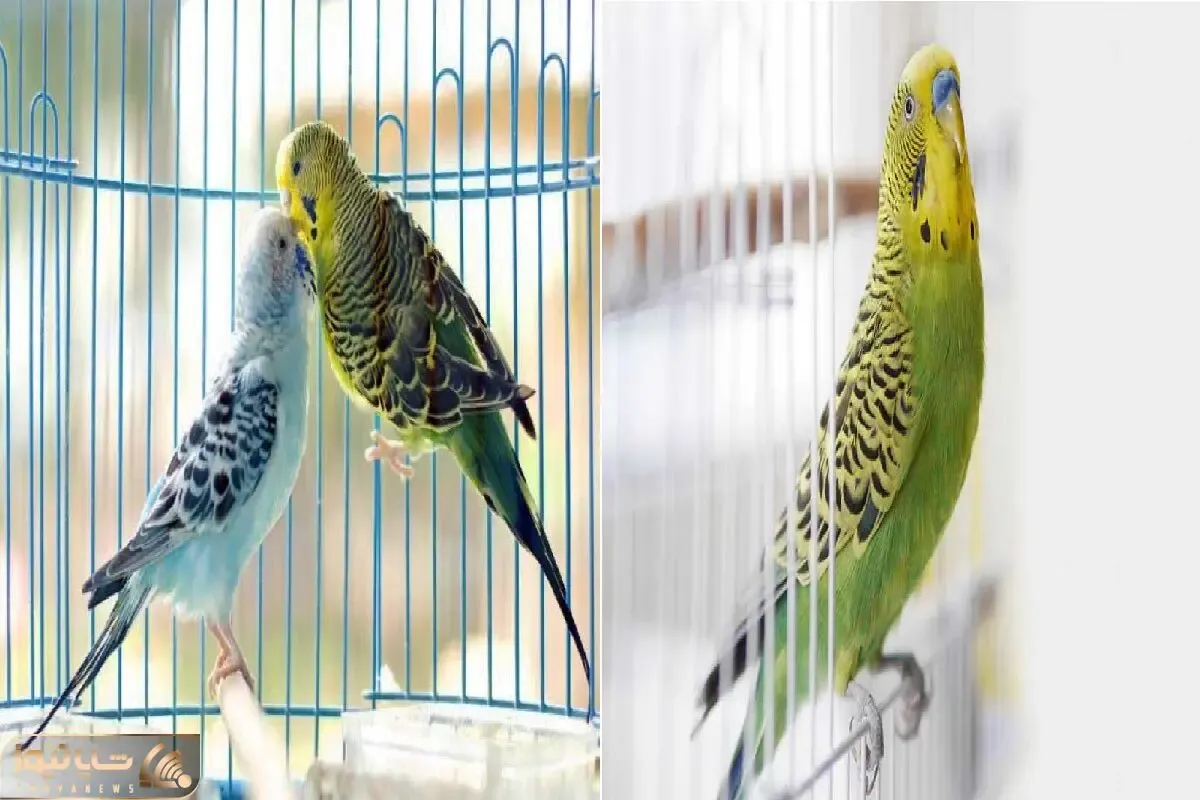 رازهای نگهداری اصولی از پرندگان خانگی/ تکنیک های آموزش پرندگان سخنگو در خانه
