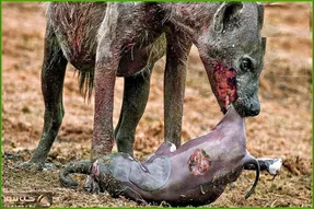 از بدایع حیات وحش؛ لحظات بی رحمانه‌ای که حیوانات سفاک نوزادان را شکار می کنند