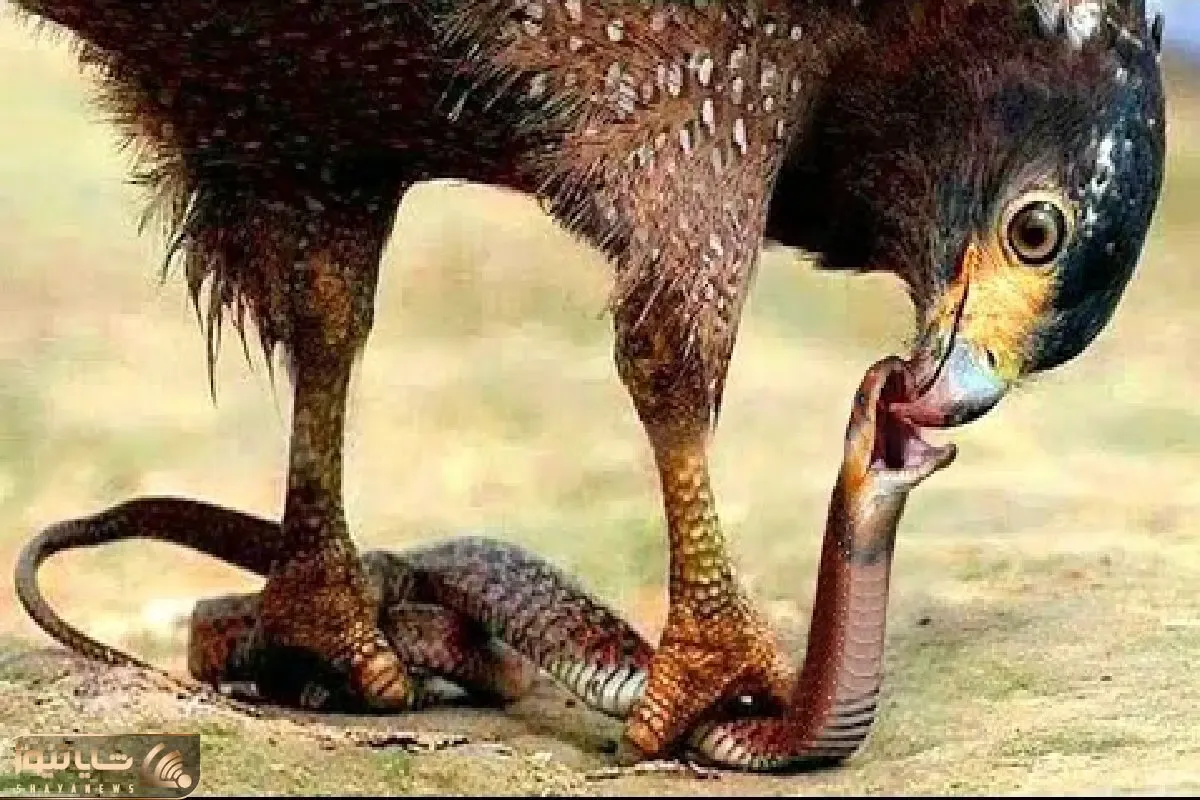 از جذابیت‌های حیات وحش؛ چشم مار دنبال بچه عقاباست ولی عقاب چشم مارو در میاره