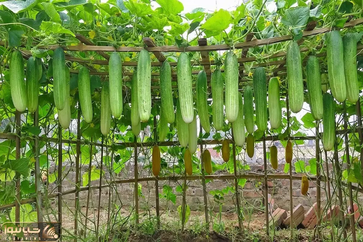 کاشت و برداشت خانگی؛ نکات طلایی کاشت خیار رو داربست آویزون کن ببین چه محشری میشه