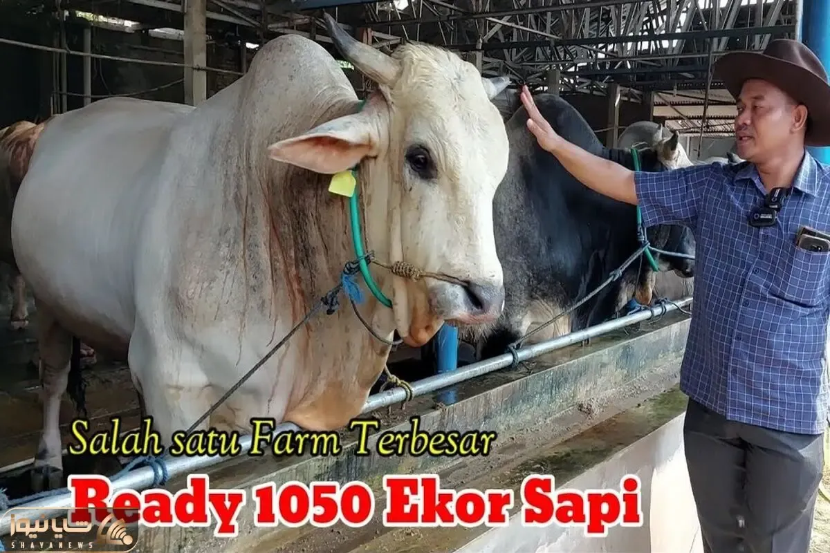 حیوانات غول جثه؛ گاوهای نر که وزن اونا به 2 تن میرسه و میشه باهاشون تهران رو گوشت داد