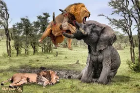از جذابیت های حیات وحش؛ شیر ها خواب بودن از صدای پای فیل زهره ترک شدنو از خواب پریدن