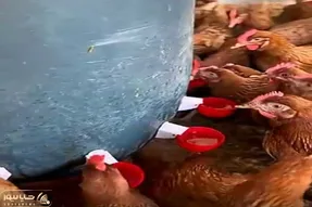 دامداری نوین؛ با گالن یه آبخوری تمیز و جمع و جور ساخت برا مرغا دیگه کثیف کاری نمیشه