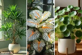 5 اشتباه رایج در نگهداری گیاهان آپارتمانی؛ زیبایی و طراوت وقتی راه حل مسیر غلطو بفهمی