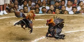 خروس وحشی صاحبش را کُشت!