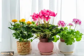کاشت و برداشت خانگی؛ چه کودی برای گیاهان گلدار خوبه؟ اینجوری انفجاری گل میده