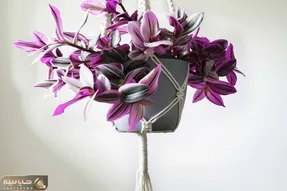 راهنمای نگهداری از برگ بیدی / این نکات رو رعایت کنی تضمینی گیاهت شاداب و سرحال میشه