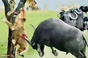 از جذابیت های حیات وحش؛ ببینید این بوفالوهای خشمگین چجور شیر رو سوراخ می کنن