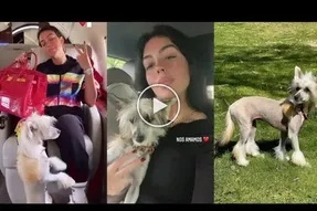 (عکس) نژاد خاص سگ خانواده رونالدو سوژه شد!