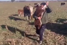آواز شاد؛ پیرمرد چوپان گوساله رو بغل گرفته و با آهنگ دستتو بده به دستم تانگو میرقصه