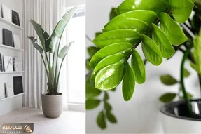 گیاهان آپارتمانی خاص که خونت رو متفاوت از همه خونه ها میکنن / معرفی و نحوه نگهداری