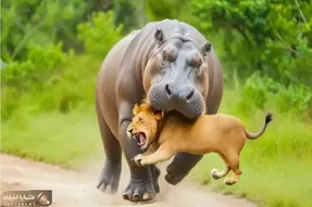 مستند حیات وحش/ بازی شیر با دم اسب آبی تخت شاهی اش را گرفت