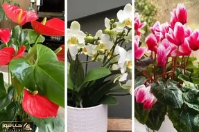 گیاهان آپارتمانی که گل میدن / اینا برا تشکر ازت به خاطره رسیدگی بهشون گل تقدیمت میکنن