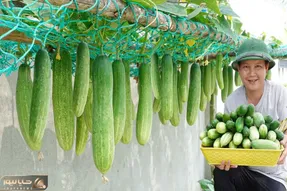 کاشت و برداشت خانگی؛ موقع کاشت خیار بهش تخم مرغ و خمیردندون زدن خرواری محصول داده
