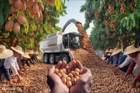 کشاورزی نوین؛ فناوری مدرن چیدن گردو تو آمریکا اونجا دیگه کسی با چوب درختو نمیزنه