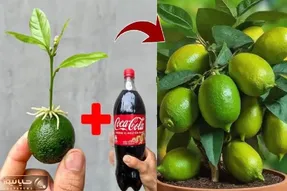 کاشت و برداشت خانگی؛ میخوای لیمو بکاری جای آب بذارش تو نوشابه یه عالمه ریشه میزنه