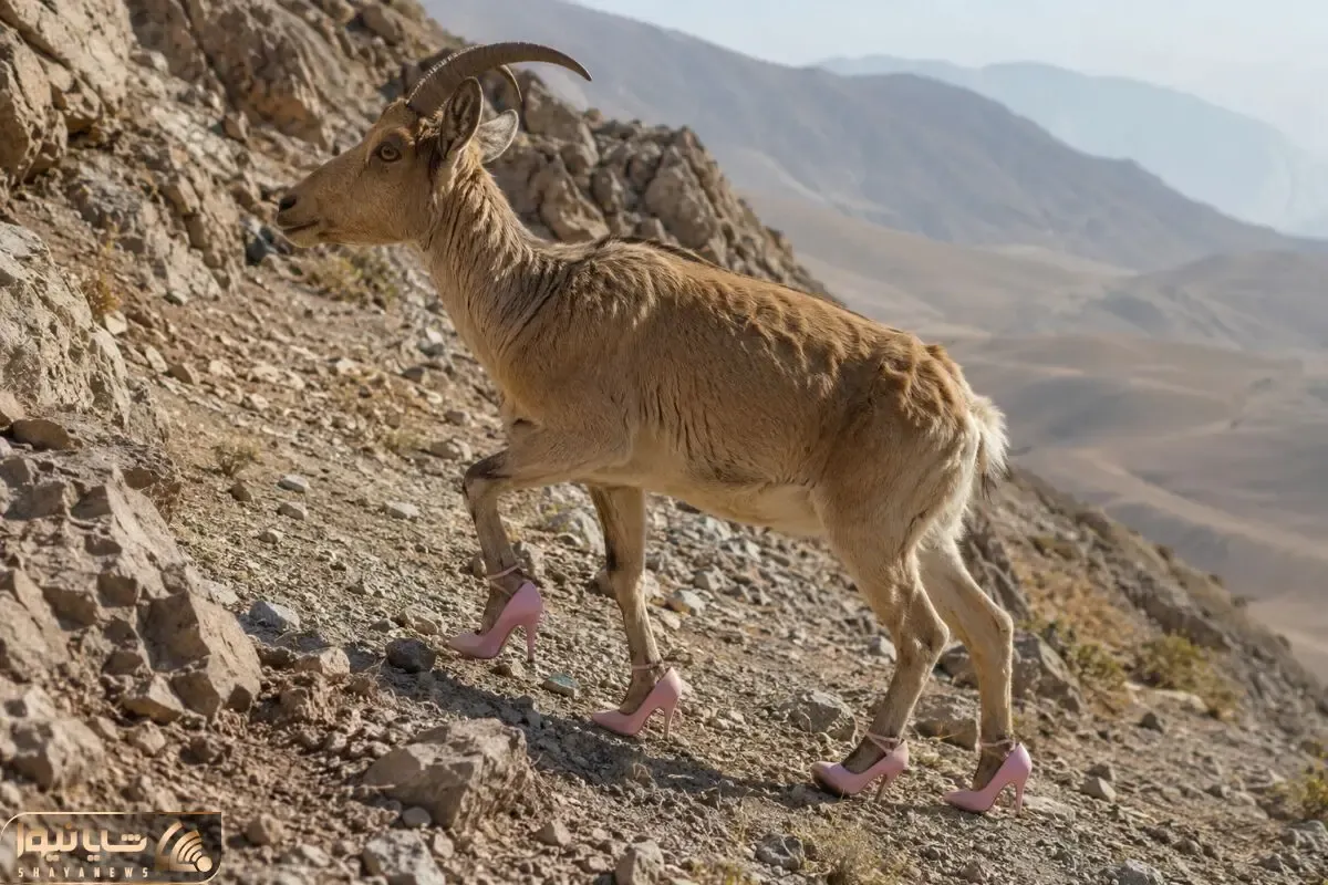معماری طبیعت؛ به بزکوهی پاشنه بلند پوشوندن رو کوه کت واک میکنه مثل کندال جنر
